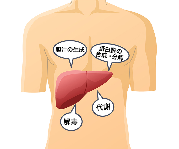 肝臓はどのような臓器でしょうか?