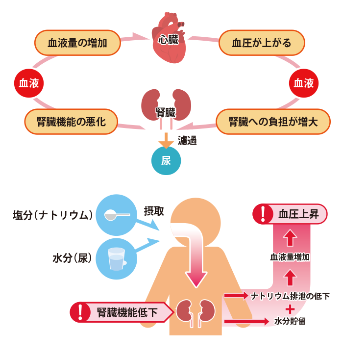 高血圧について 高血圧対策 食事の工夫 甲状腺がん Hhc